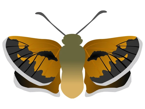 Papillon de l'hespérie à taches argentées — Image vectorielle