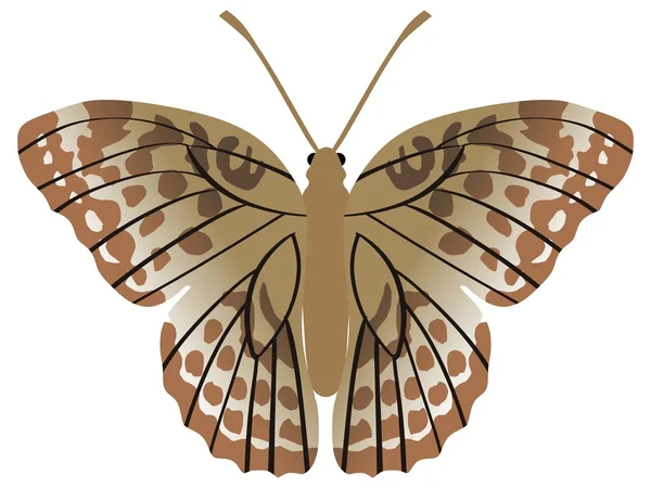 Zilver-gewassen parelmoervlinder vlinder — Stockvector