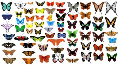 Big vector collection of butterflies