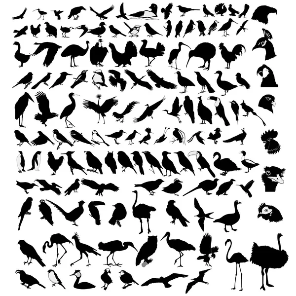 Raccolta di uccelli — Vettoriale Stock