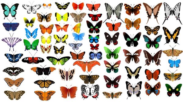 Big vector collection of butterflies