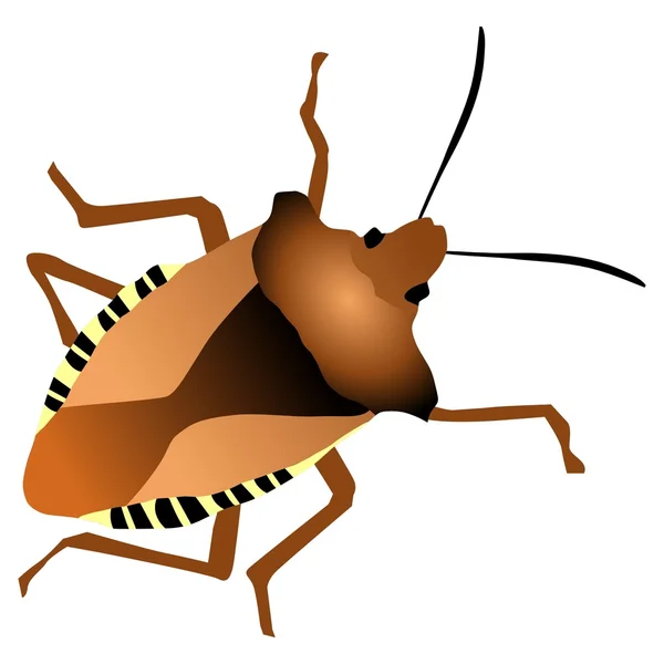 Forest bug — Stock Vector