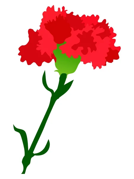 Carnation — Stock fotografie zdarma