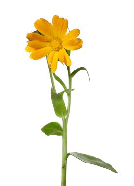 Calendula beyaz üzerine izole