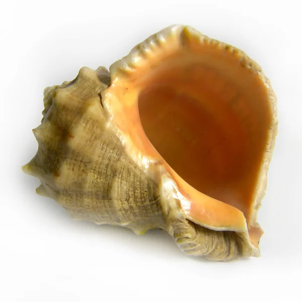 白い背景の上ザルガイの殻 — ストック写真