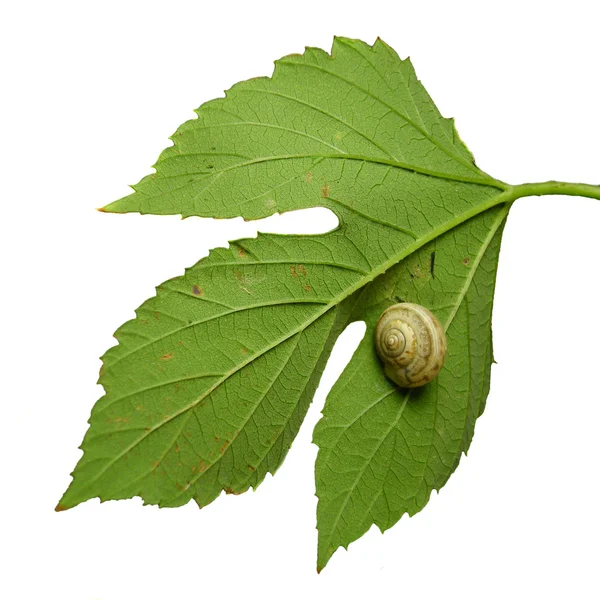 Leaf with snail — Stock Photo, Image
