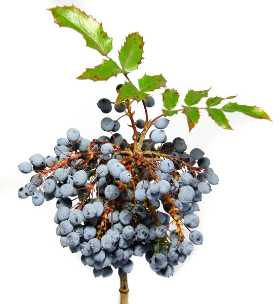 Branch of berries — Stock Photo, Image