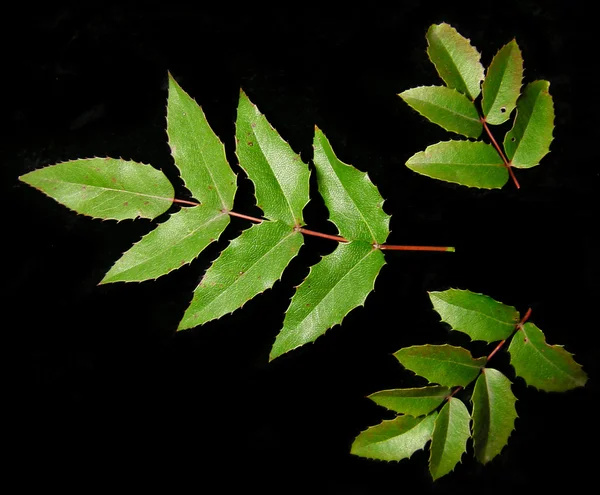 Leaves on black background — Stock Photo, Image