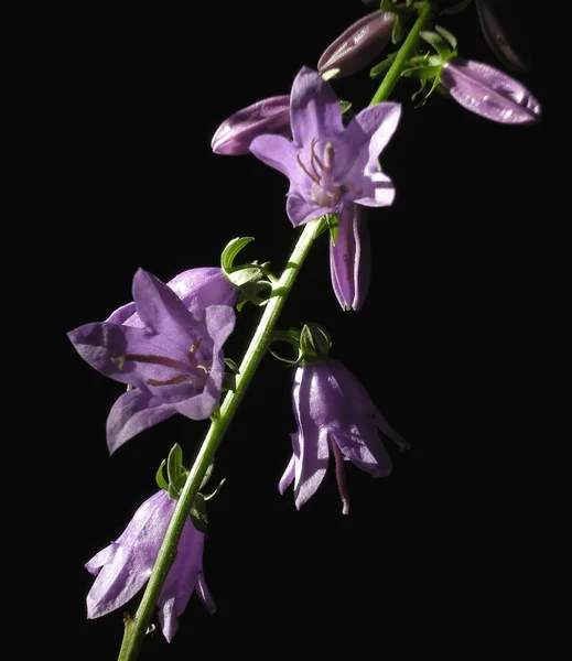 Flores em preto — Fotografia de Stock