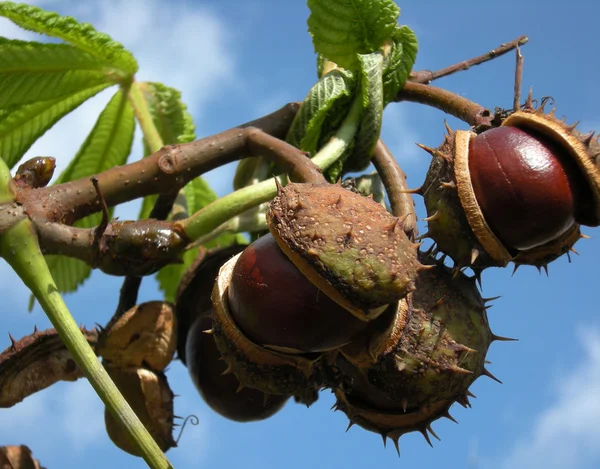 stock image Chestnuts on blue sky