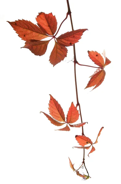 stock image Red leaves
