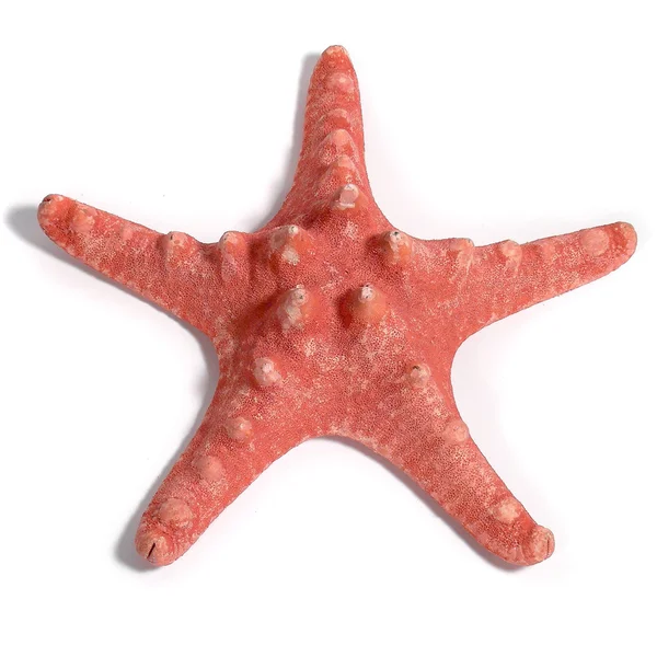 stock image Starfish