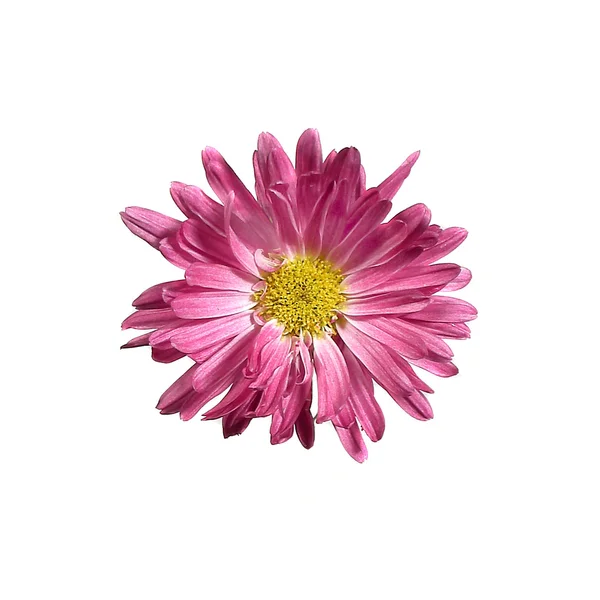 Testa di fiore — Foto Stock
