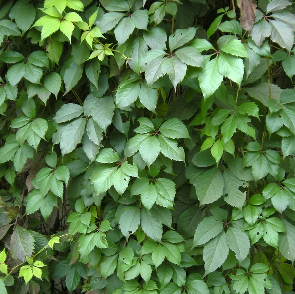 Ljus grön murgröna blad bakgrund — Stockfoto