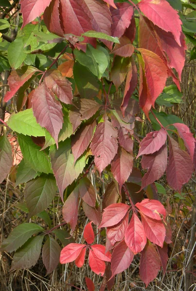 stock image Abstract background of autumn