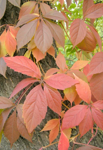 stock image Abstract background of autumn