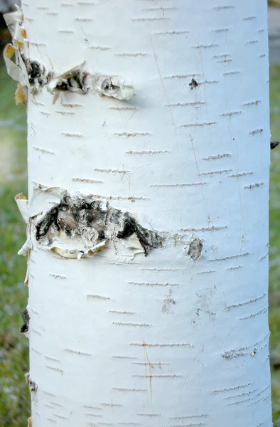 stock image Close up of birch bark surface texture