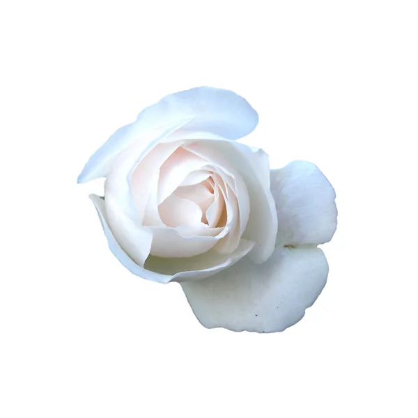 White rose on white — Stock Photo, Image