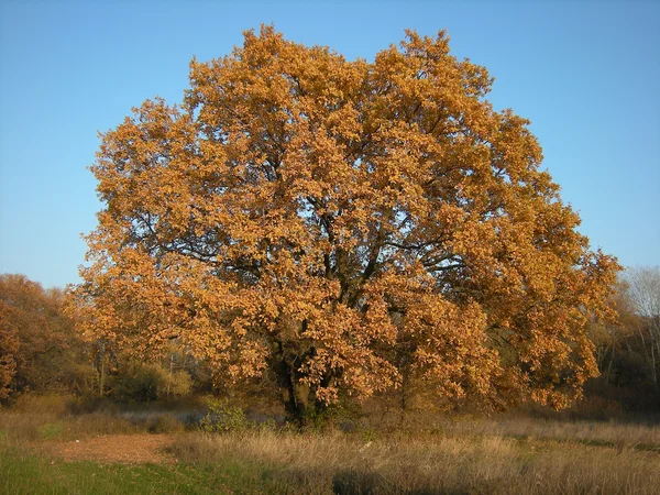 stock image Oak