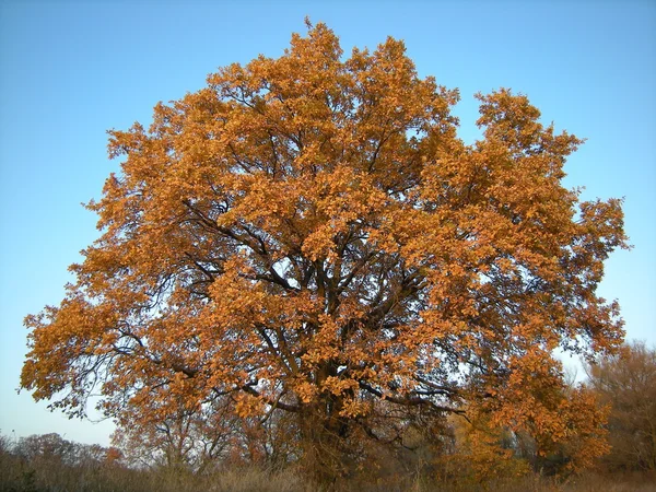 stock image Oak