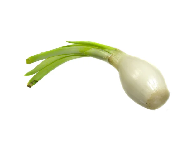 Cebolla verde — Foto de Stock