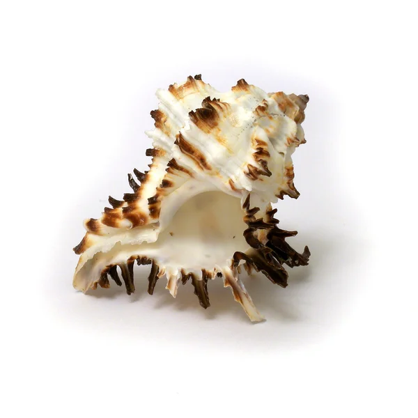 海ザルガイの殻 — ストック写真