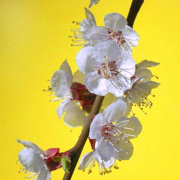 アプリコットの花 — ストック写真