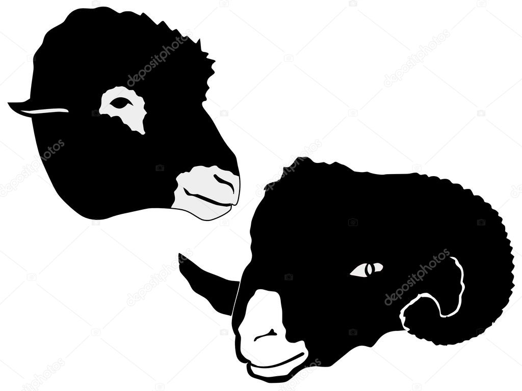 Silhouette of sheep