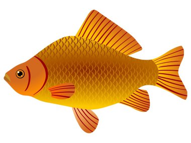 Crucian clipart