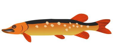 Pike clipart