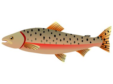 Salmon clipart