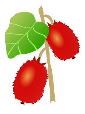 Actinidia clipart