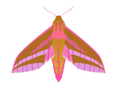 Elephant hawk moth clipart