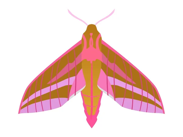 Olifant hawk moth — Stockvector