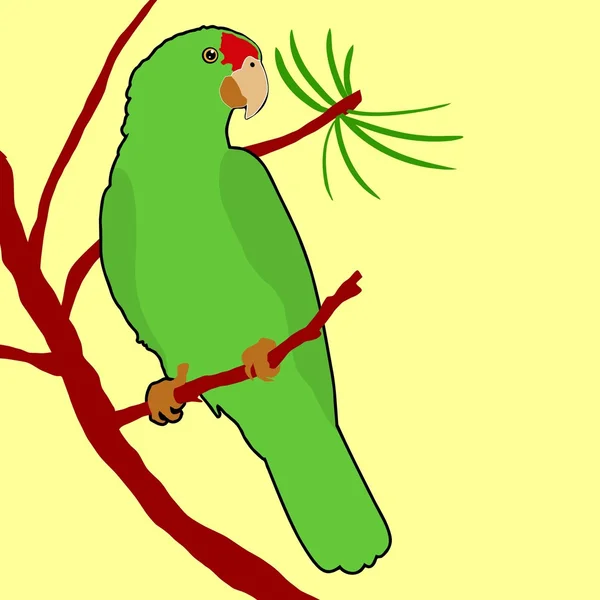 Röda krönade amazon papegoja — Stock vektor