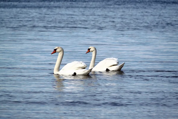 stock image Swans