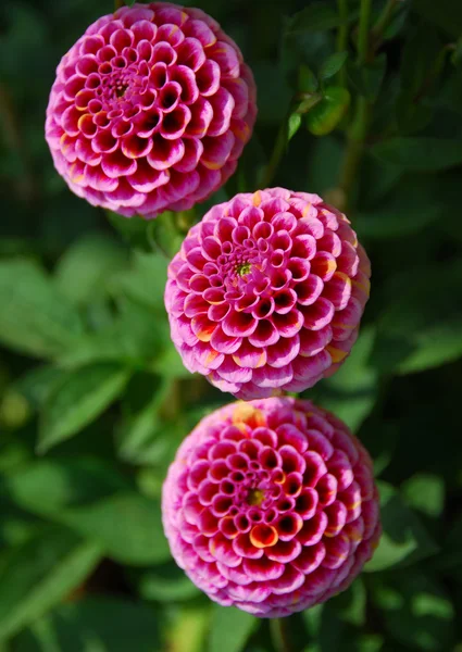 Pink pompom dahila flower