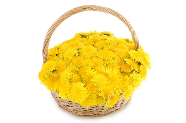 stock image Basket of dandelions