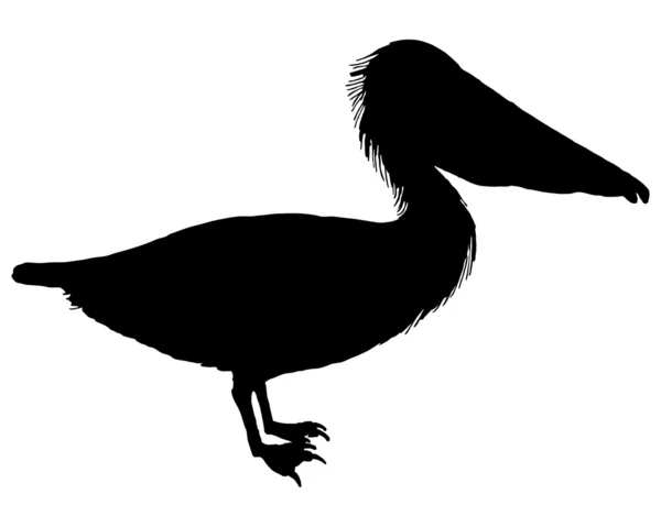 Black pelican — Stock Photo, Image