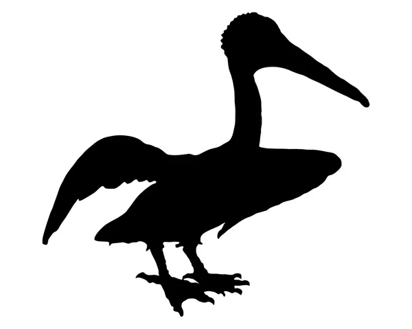Pelikan czarne — Zdjęcie stockowe