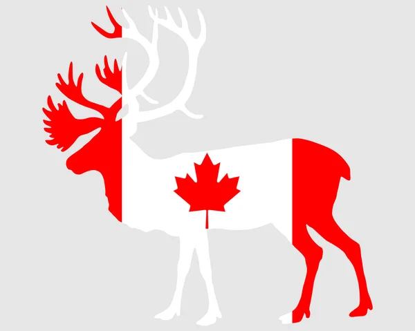 Kanadský karibu — Stock fotografie