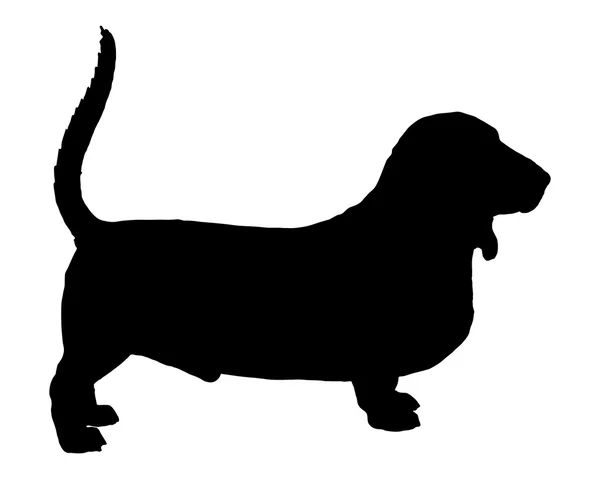 Cachorro basset — Foto de Stock