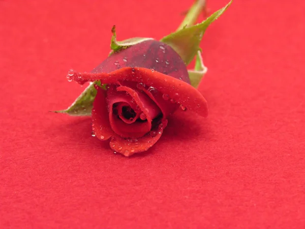 Eine rote Rose mit Wassertropfen auf rotem Filz — Stockfoto