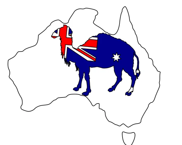 Camelo australiano — Fotografia de Stock