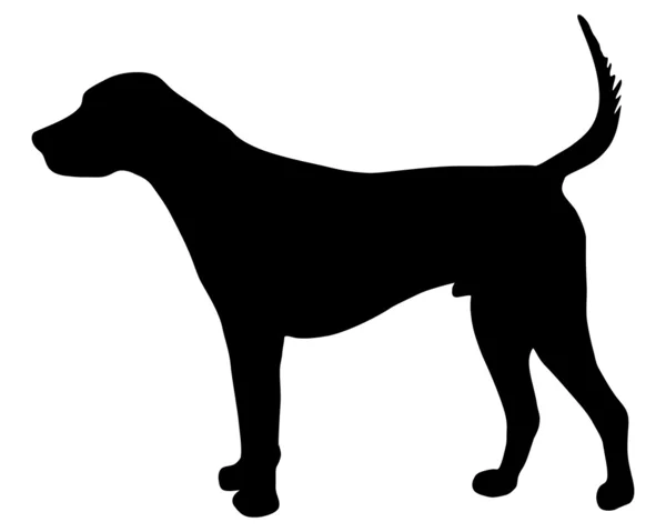 Engels foxhound — Stockfoto