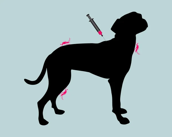 Dog gets an immunization — Stock Photo, Image