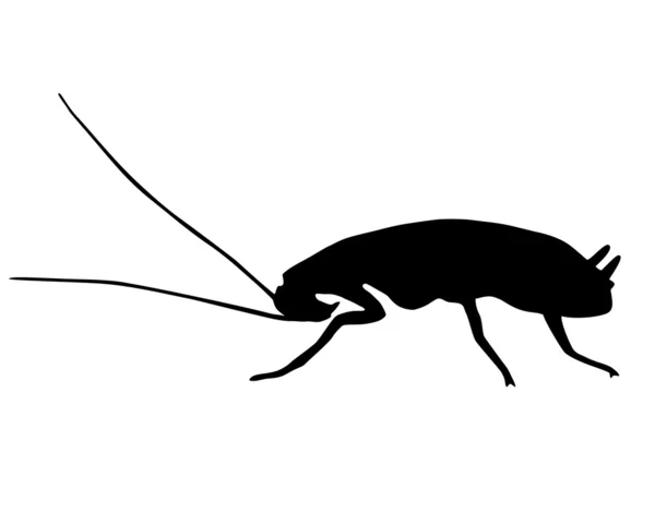 Black Cockroach — Stock Photo, Image