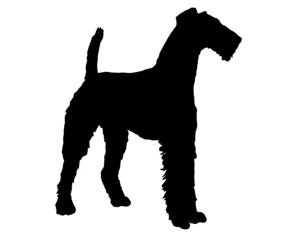 Terrier de Airedale — Foto de Stock