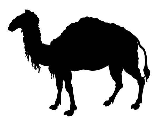 Die schwarze Silhouette eines Kamels auf weißem Grund — Stockfoto