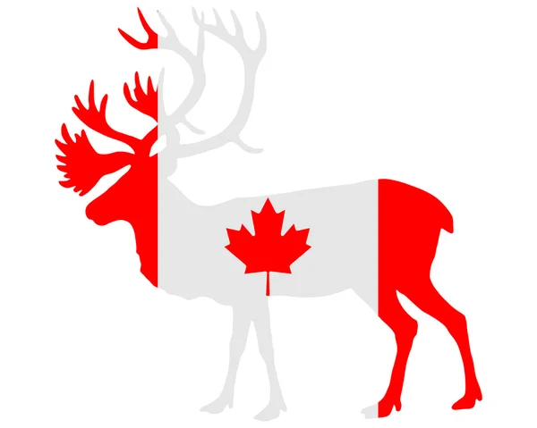 Kanadyjski karibu — Zdjęcie stockowe